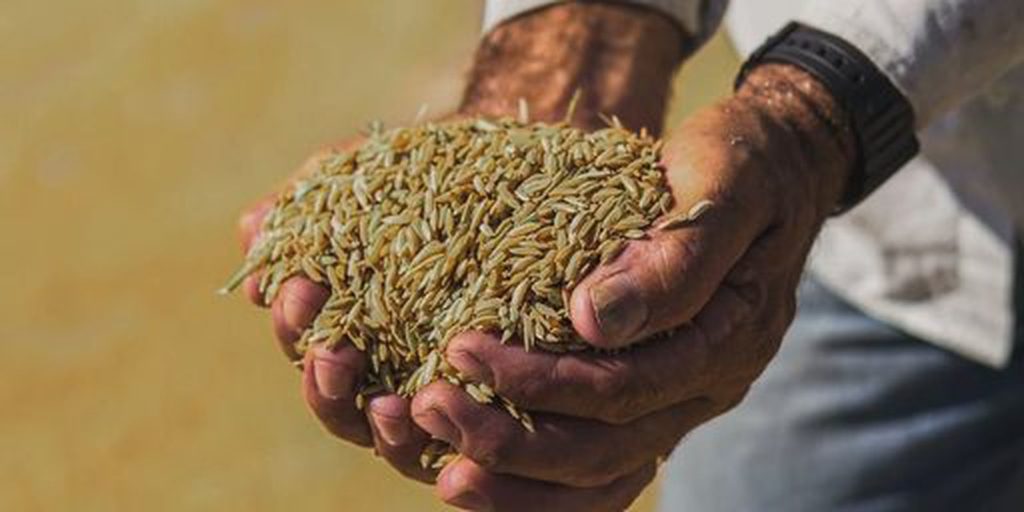 arroz-ana-pode-ser-incluido-como-indicacao-geografica-no-brasil