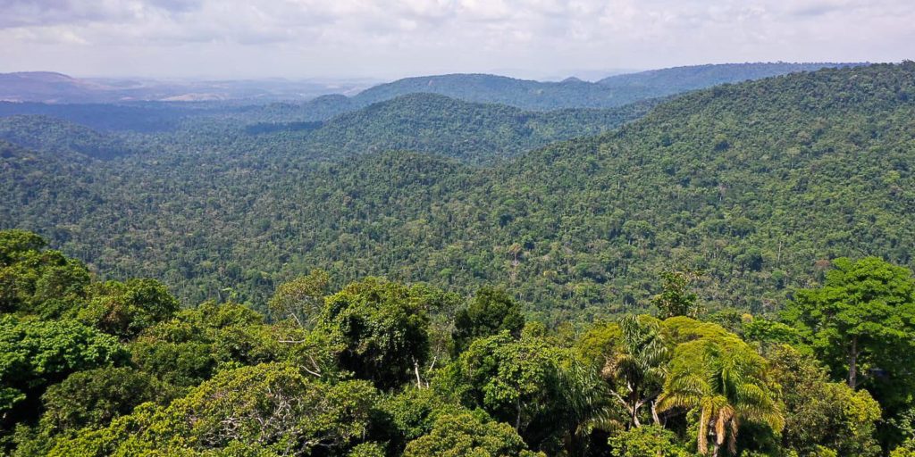 petrobras-e-bndes-vao-ampliar-investimentos-em-restauracao-florestal