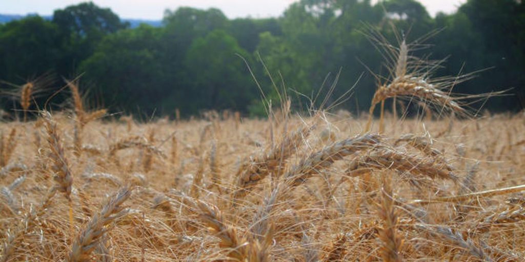 fertilizante-ecologico-pode-reduzir-dependencia-de-importacao