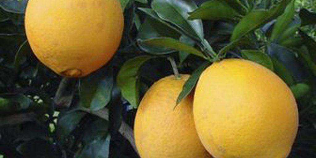 exposicao-aproximara-startups-agricolas-de-investidores-privados